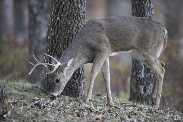 buck grazing