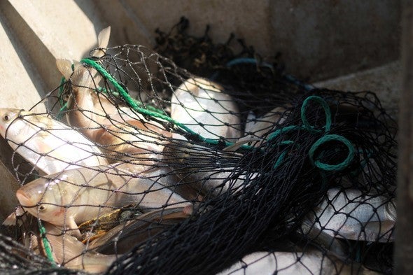 Carp removed from Grand River