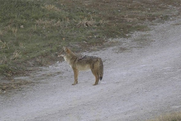 Coyote on dirt road