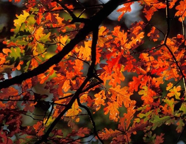 White oak with orange fall color