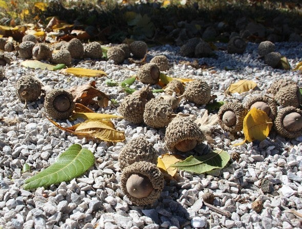 Bur oak acorns