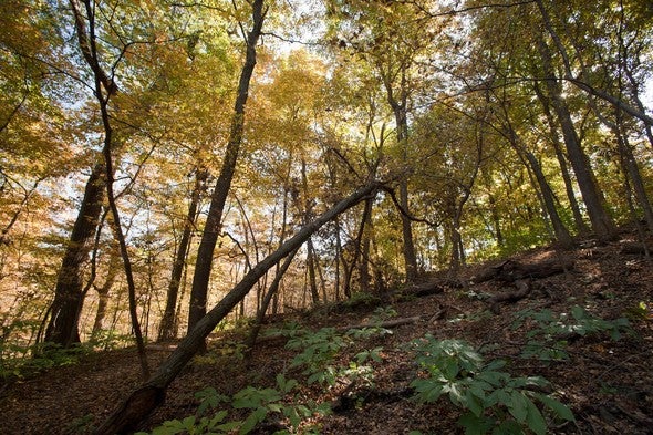 Maple Woods Natural Area