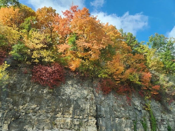 Fall color on a bluff along the Mississippi River