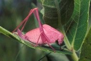 pink katydid
