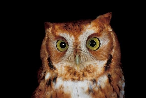 screech owl