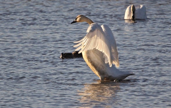 Trumpeter swans in lake