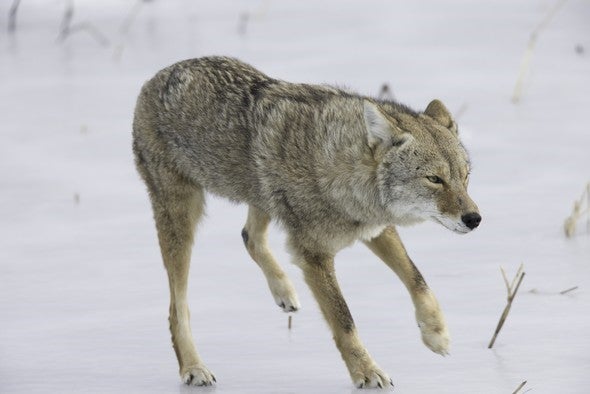 Coyote walks in snow