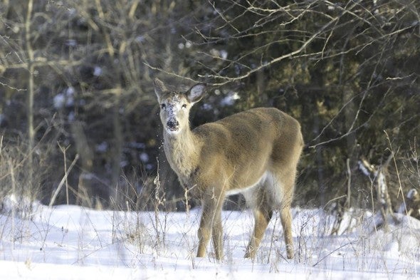 doe in snow