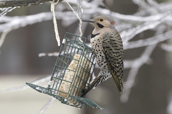 Northern flicker feeds from suet feeder