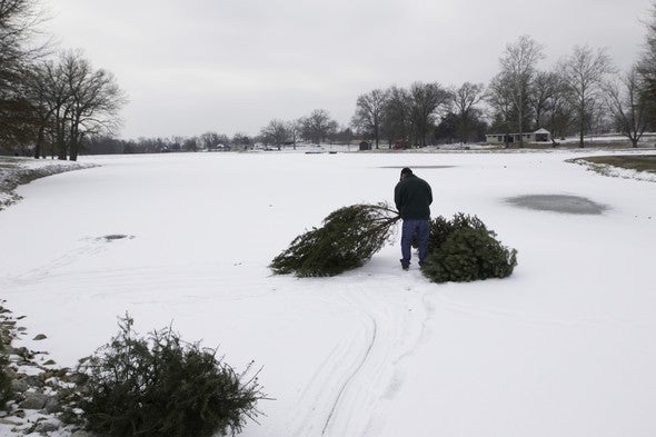 Christmas trees recycled into fish and wildlife habitat