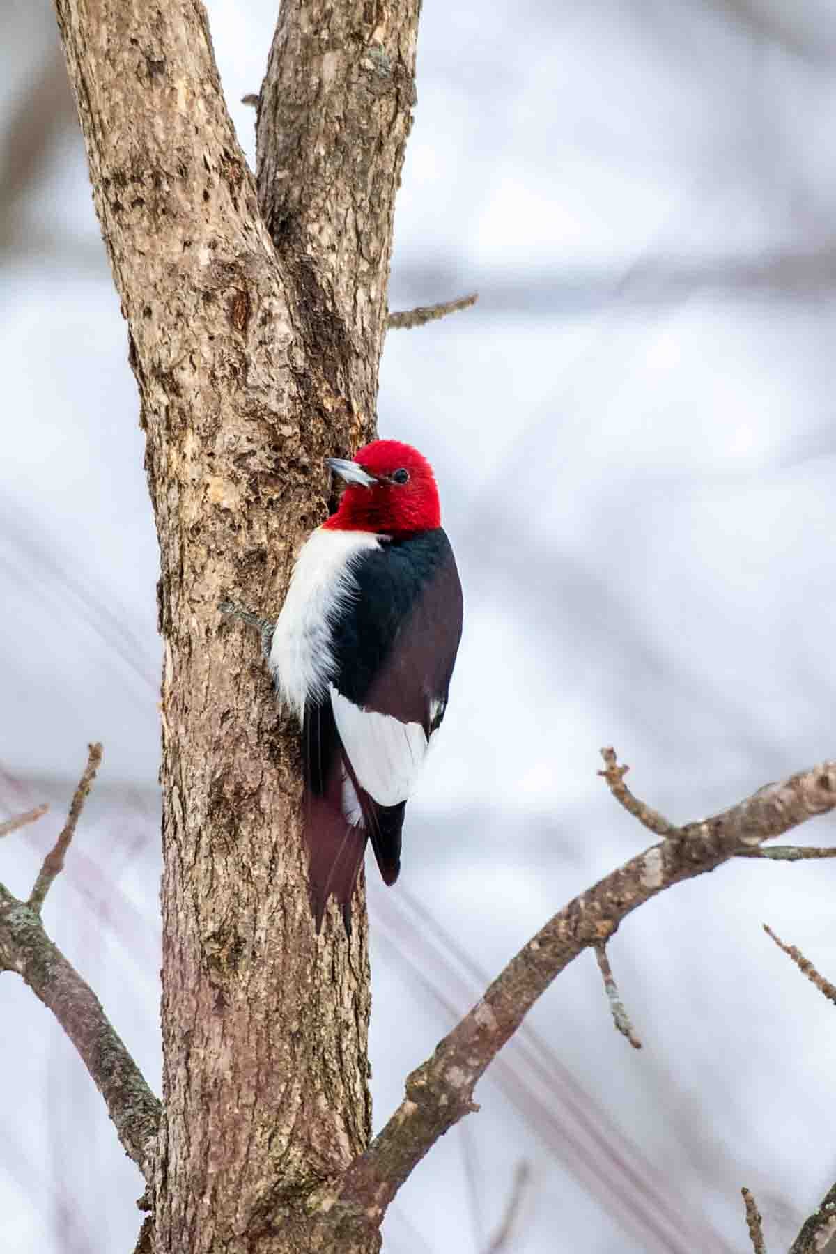 Red-Headed Woodpecker