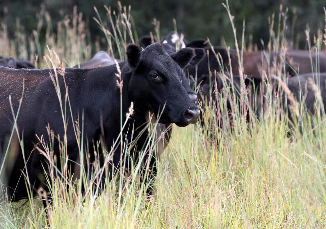 cattle in field