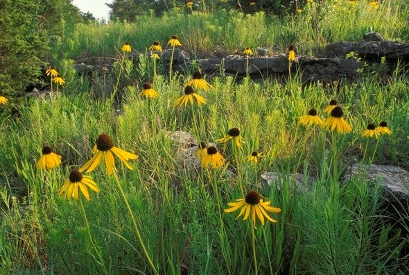 coneflowers in glade