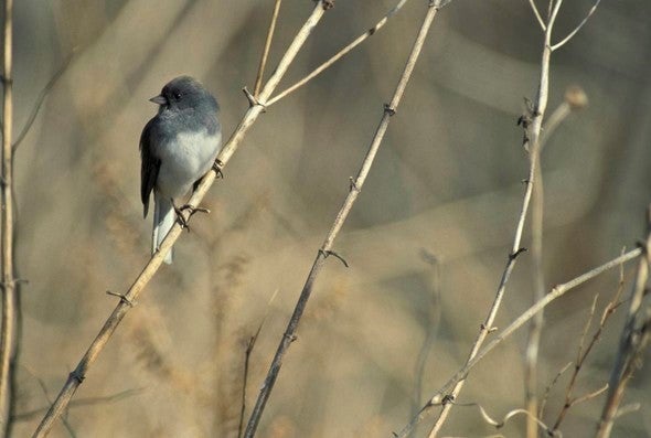 Dark eyed junco in brush