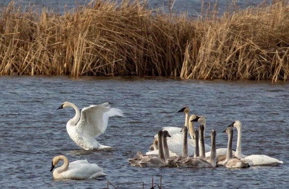A group of trumpeter swans swimming in a lake