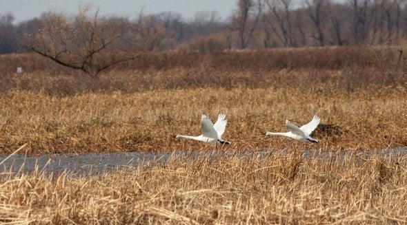 Two trumpeter swans flying over wetland