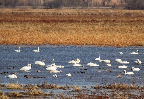 A group of trumpeter swans swimming in wetland area