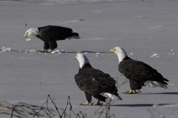 bald eagles on ice