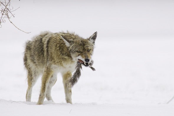 coyote