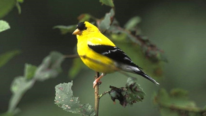 Male goldfinch
