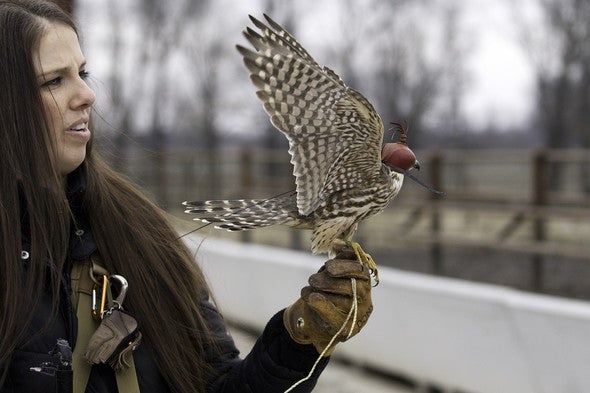 Falconer Meagan Duffee-Yates holds a merlin