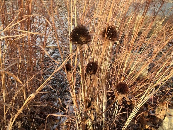 Native plants in winter