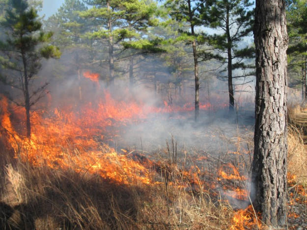 prescribed burn 