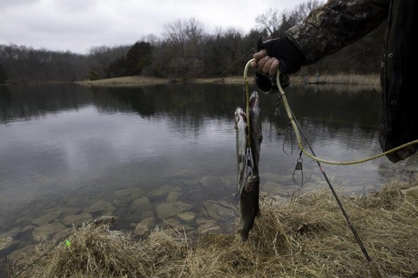 trout fishing