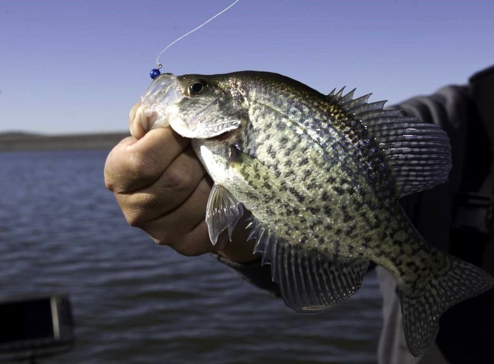 Hand holds crappie fish