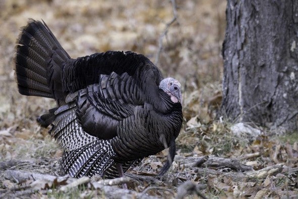 Male turkey walking in winter