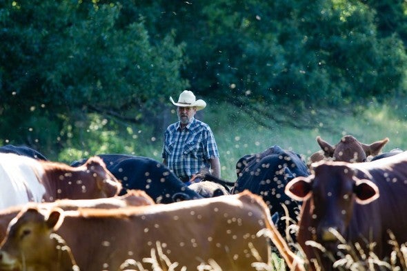 Rancher and cattle