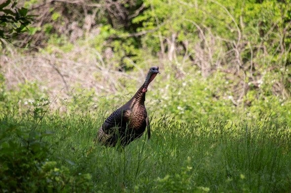 wild turkey
