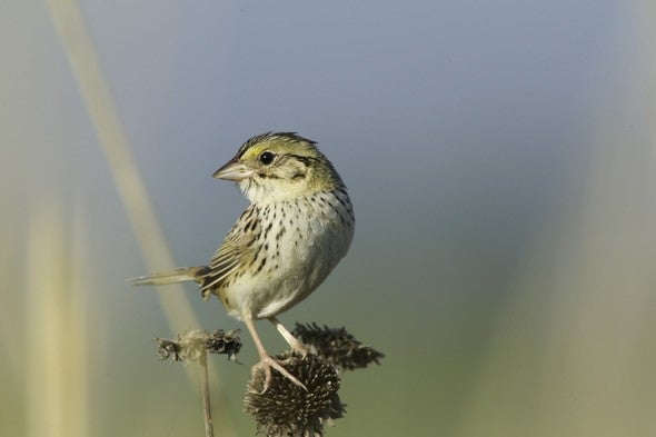 Henslow’s sparrow