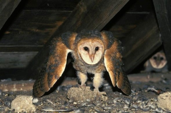 barn owl