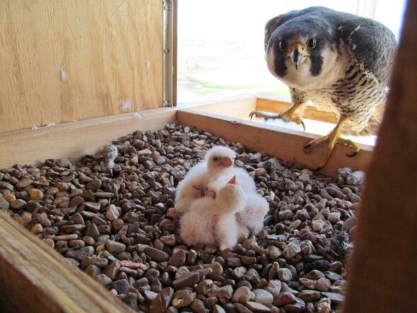 falcon with chicks