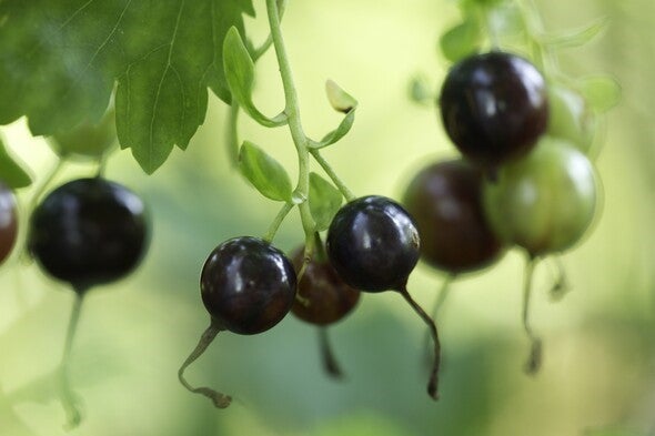 Golden currant fruit