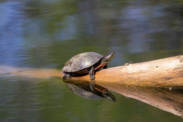Red eared slider suns itself on a log in the water