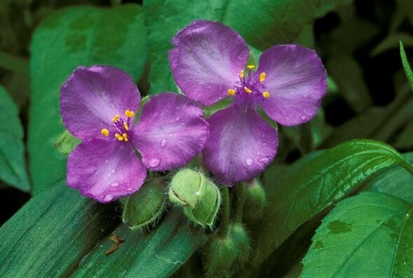 Spiderwort flower
