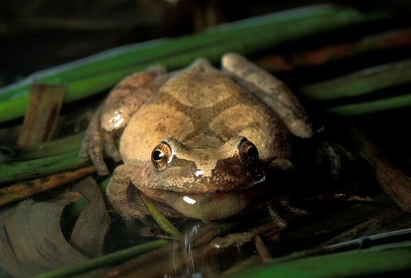 Spring peeper close up