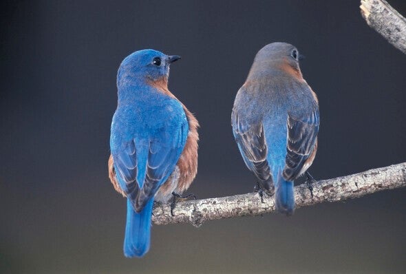 Two bluebirds on tree branch
