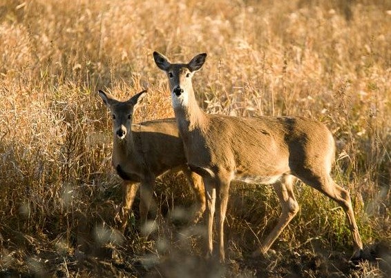 two does in field