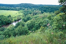 Purple coneflowers in a glade on a hillside over a small river. 