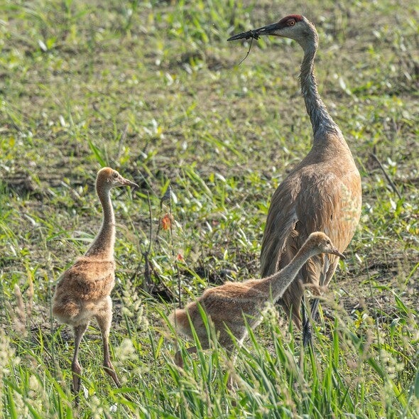 Sandhill crane and two chicks in wetland