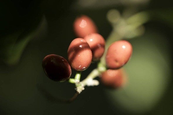 spicebush berries 