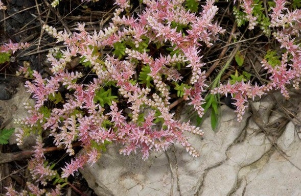 Widow's cross