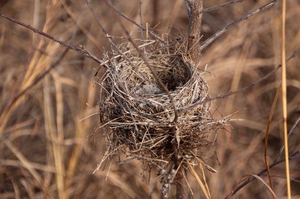 Bird's nest
