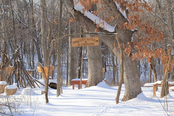 trees in winter 