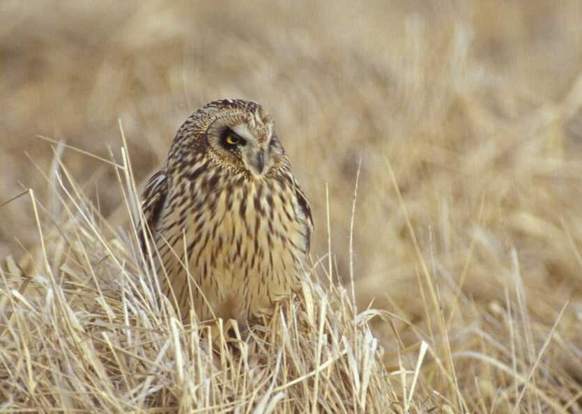 Short-eared owl