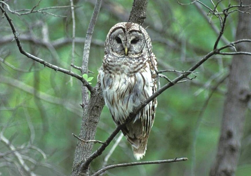 barred owl