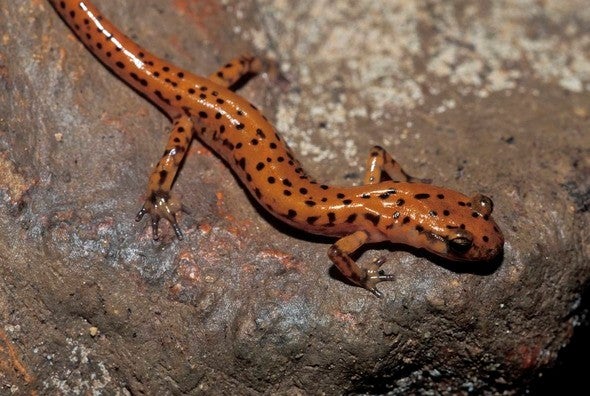 Cave salamander